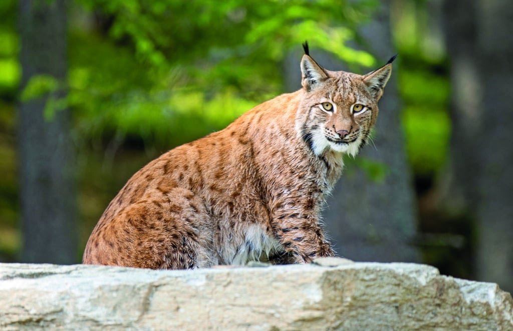 Luchs im Wildpark am Wilden Berg Mautern vor bewaldeter Umgebung.