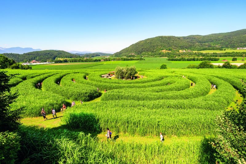 Weitläufiges Labyrinth im Elefantengras in Völkermarkt mit Familien auf den verschlungenen Wegen.